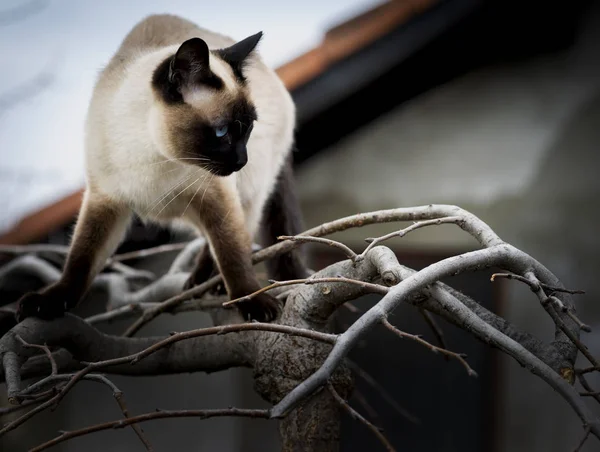 Siamese cat climbing on the tree — Stock Photo, Image