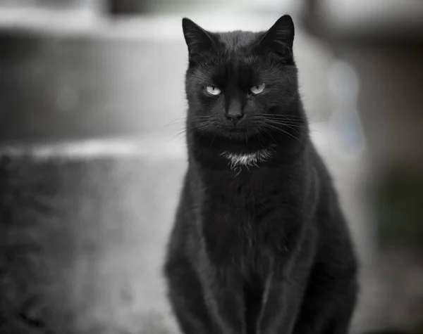 Black cat - black and white — Stock Photo, Image