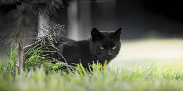 Black cat — Stock Photo, Image