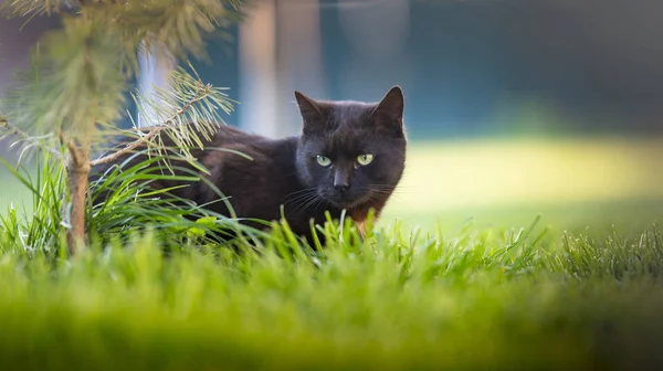 Kucing hitam — Stok Foto