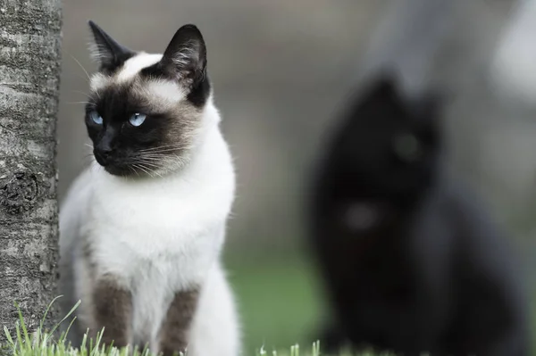 Siamesisk katt och svart katt — Stockfoto