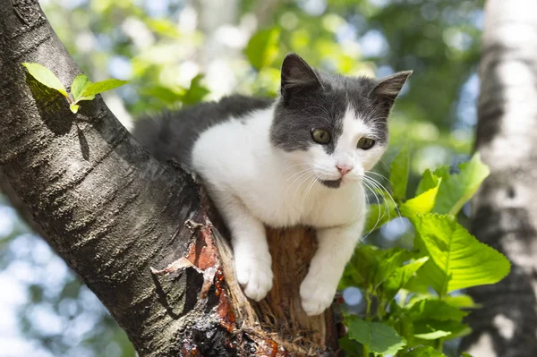 Domestic cat climbing on the tree — Stock Photo, Image