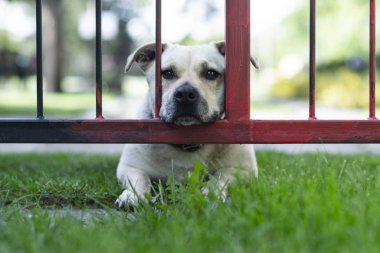 Şirin sarı bir köpeğin portresi. 