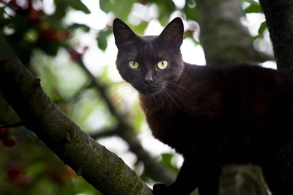 The little black domestic cat — Stock Photo, Image