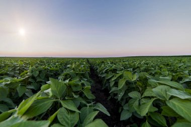 Alacakaranlıktaki tarım soya tarlası