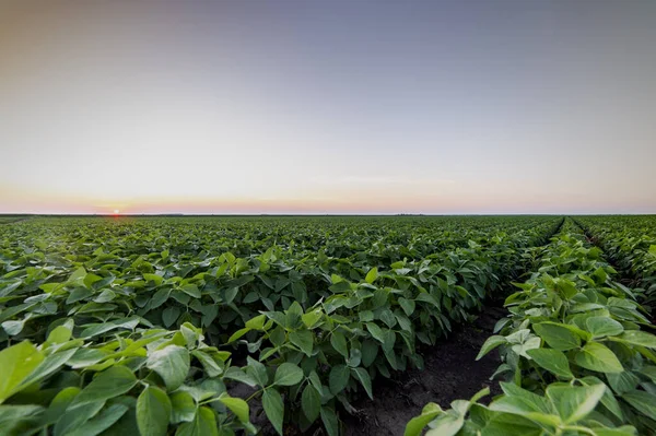 Plantação de soja agrícola no crepúsculo — Fotografia de Stock