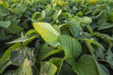 Böcek ve haşere yüzünden soya yaprağı hasarı