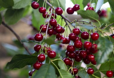 Meyve bahçesi ağacında vişne