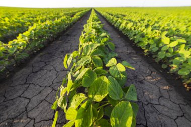 Tarım soya çiftliği güneşli bir günde 