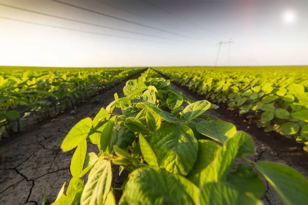 Mezőgazdasági szója ültetvény a napsütéses napon — Stock Fotó