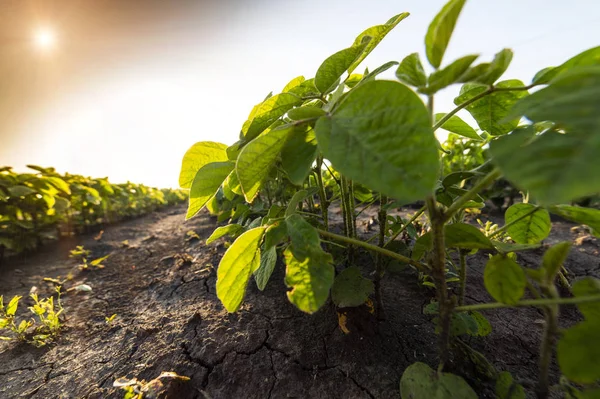 Tarım soya çiftliği güneşli bir günde 