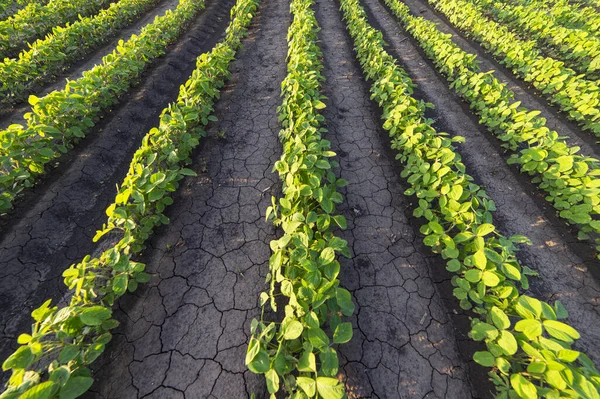 Mezőgazdasági szója ültetvény a napsütéses napon — Stock Fotó