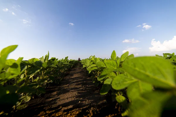 La piantagione di soia agricola nella giornata di sole — Foto Stock