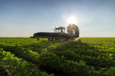Soya fasulyesi tarlalarında böcek ilacı sıkmak.
