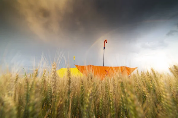 Yellow and orange umbrellas in a wheat field — Stock Photo, Image