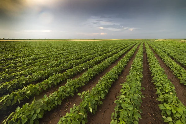 Plantação de soja agrícola — Fotografia de Stock