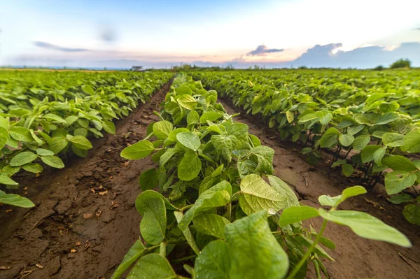 Campo de soja amadurecendo na primavera, paisagem agrícola — Fotografia de Stock