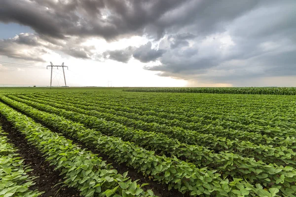 Szója termőföld érlelés tavaszi szezonban, mezőgazdasági táj — Stock Fotó