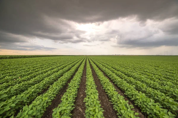 Bahar mevsiminde olgunlaşan soya fasulyesi tarlası, tarım arazisi.