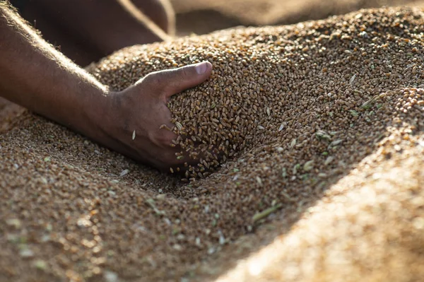 Wheat grains in hands at mill storage