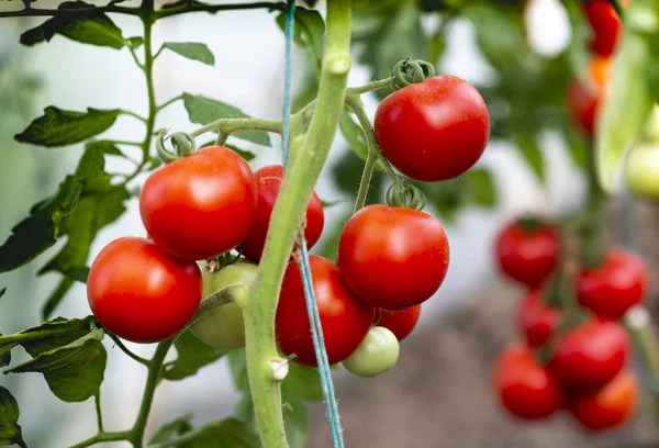 Tomate rojo — Foto de Stock