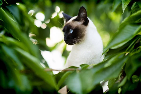 Siamese kat klimmend op de boom — Stockfoto