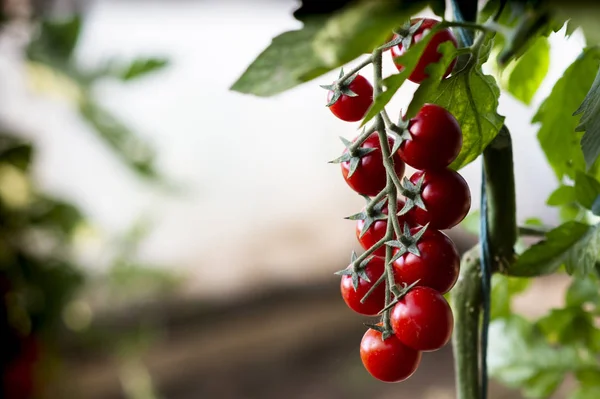 Indah merah matang tomat ceri — Stok Foto