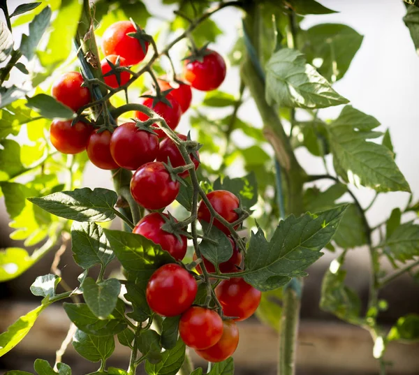 Hermosos tomates cherry rojos maduros — Foto de Stock