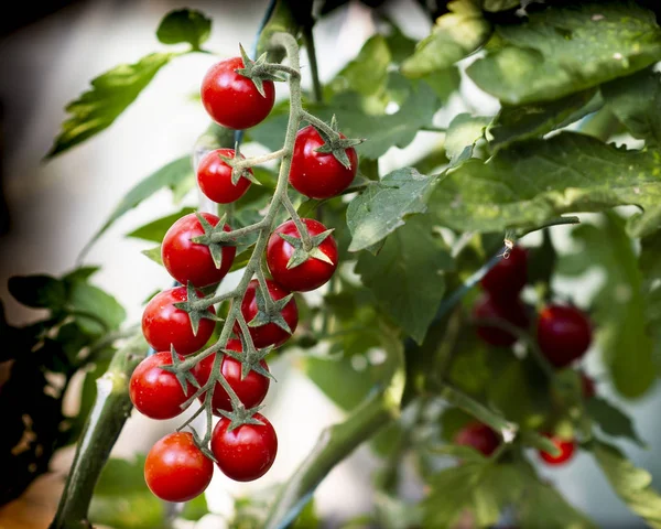 Hermosos tomates cherry rojos maduros — Foto de Stock