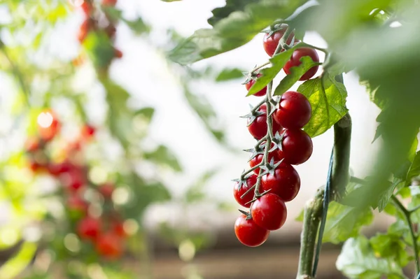 Indah merah matang tomat ceri — Stok Foto