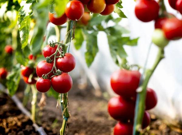 Tomate rojo — Foto de Stock