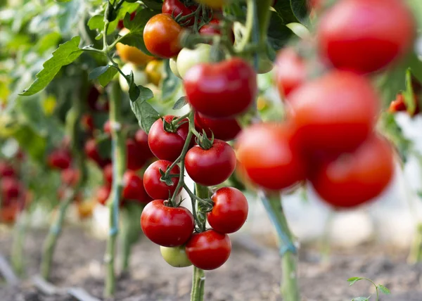 Tomate rojo — Foto de Stock