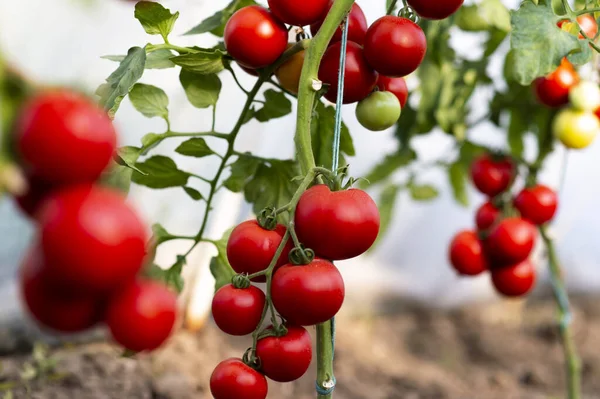 Tomate rojo — Foto de Stock