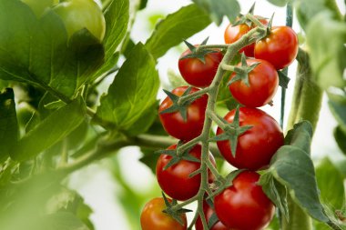 Güzel kırmızı kiraz domatesleri 