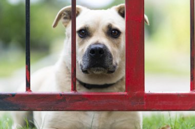 Şirin sarı bir köpeğin portresi. 