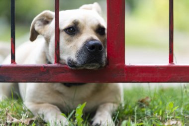 Şirin sarı bir köpeğin portresi. 
