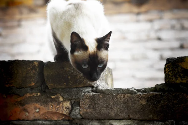 Siamese katt med blå eies jakt — Stockfoto