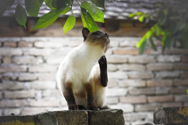 Beautiful siamese cat scratching and itching outdoor — Stock Photo, Image