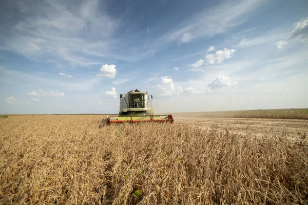 Harvesting of soybean — Stock Photo, Image