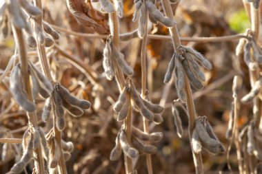 Yakından soya fasulyesi. 