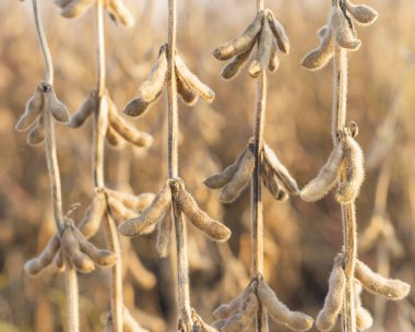 Yakından soya fasulyesi. 