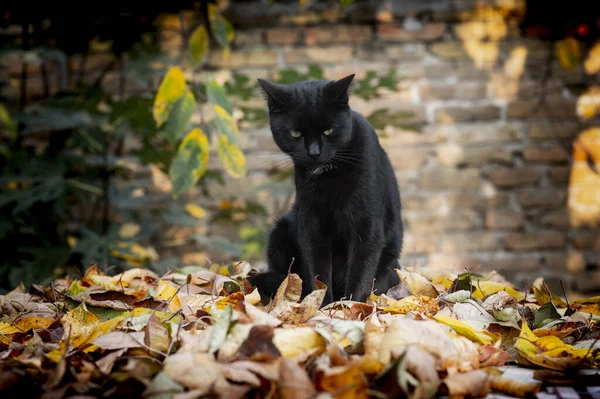 Black cat sitting outside in the garden on leaves — Stock Photo, Image