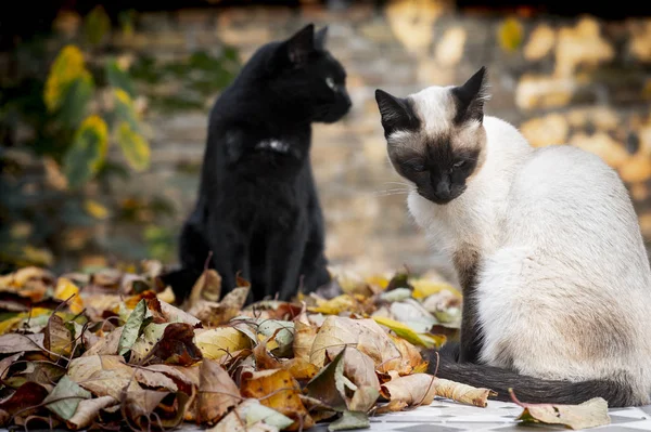Siamské a černé kočky sedí venku na zahradě na listí — Stock fotografie
