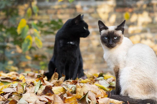 Siamská a černá kočka sedí venku na zahradě na listí — Stock fotografie