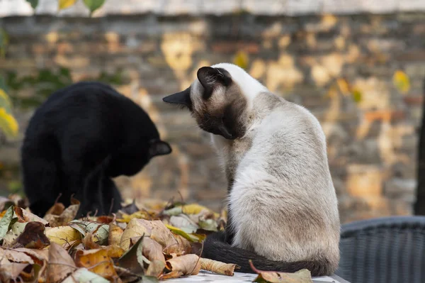 Siamese och svart katt tvätta sig på en suddig höst backg — Stockfoto