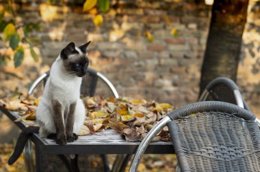 Siyam kedisi bahçede yaprakların üzerinde oturuyor.