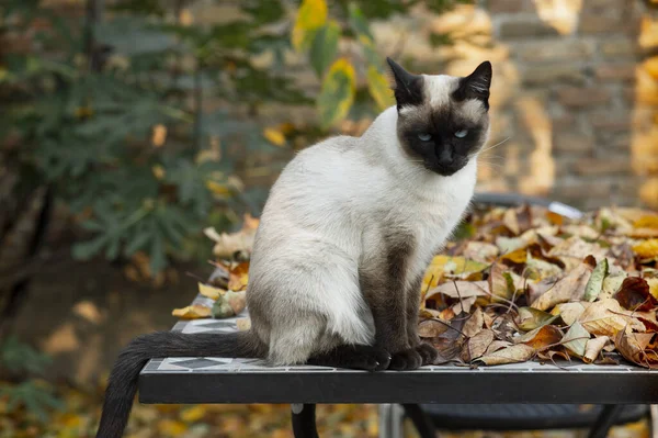 Siamská kočka sedí venku na zahradě na listí — Stock fotografie