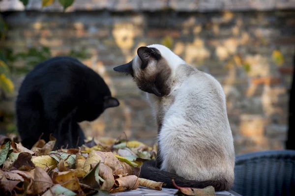 Siamesiska och svarta katter tvättar sig — Stockfoto