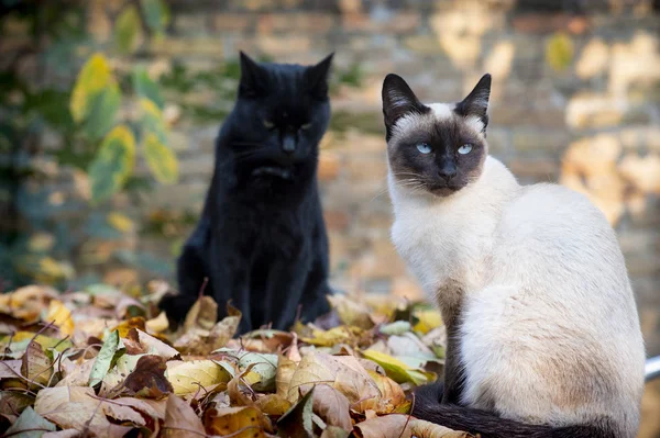 Siamesisk katt och svart katt — Stockfoto