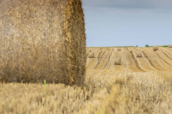 Hay Roll Bales Countryside Field — Stock Photo, Image